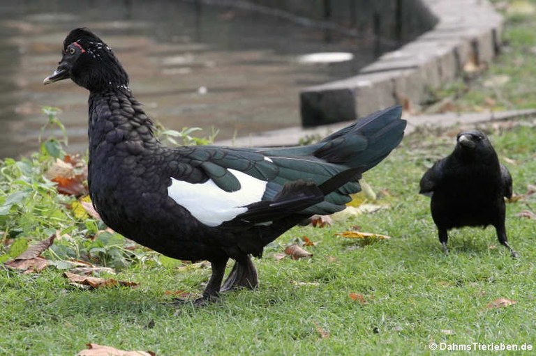 Cairina moschata