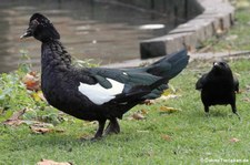 Moschusente (Cairina moschata) im Kölner Zoo