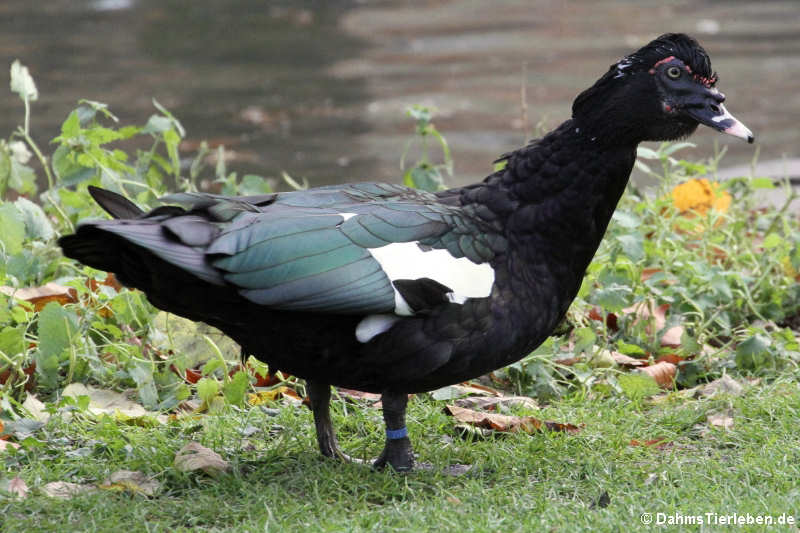 männliche Moschusente (Cairina moschata)