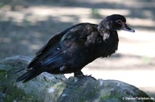 Moschusente (Cairina moschata) im Kölner Zoo