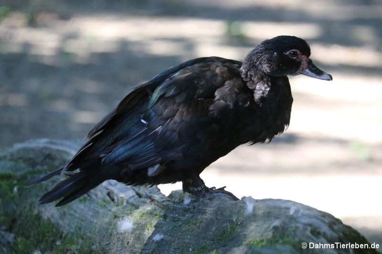 Cairina moschata