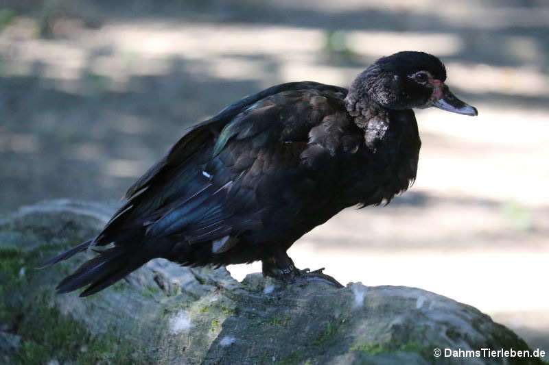 weibliche Moschusente (Cairina moschata)