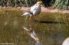 Kampfläufer (Calidris pugnax) im Kölner Zoo