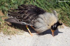 Kampfläufer (Calidris pugnax) im Kölner Zoo