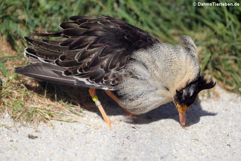 Calidris pugnax