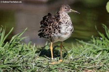 Kampfläufer (Calidris pugnax) im Kölner Zoo