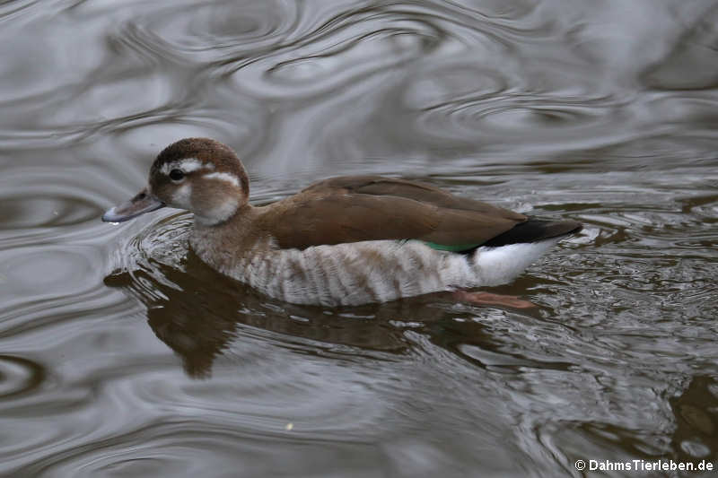 weibliche Rotschulterente (Callonetta leucophyrs)