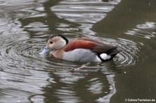 Männliche Rotschulterente (Callonetta leucophrys) im Kölner Zoo