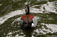 Männliche Rotschulterente (Callonetta leucophrys) im Kölner Zoo