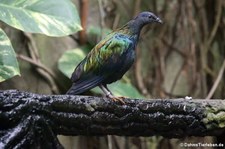 Kragentaube oder Mähnentaube (Caloenas nicobarica) im Kölner Zoo