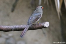 Weiblicher Rotkardinal (Cardinalis cardinalis) im Kölner Zoo