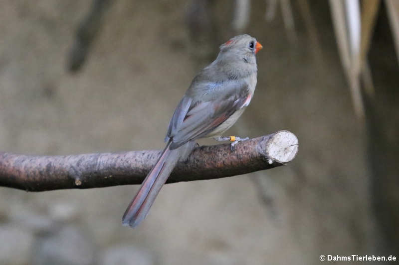 Weiblicher Rotkardinal (Cardinalis cardinalis)