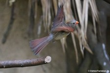 Weiblicher Rotkardinal (Cardinalis cardinalis) im Kölner Zoo