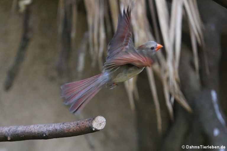 Cardinalis cardinalis