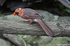 Männlicher Rotkardinal (Cardinalis cardinalis) im Kölner Zoo