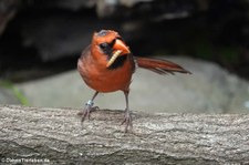 Männlicher Rotkardinal (Cardinalis cardinalis) im Kölner Zoo