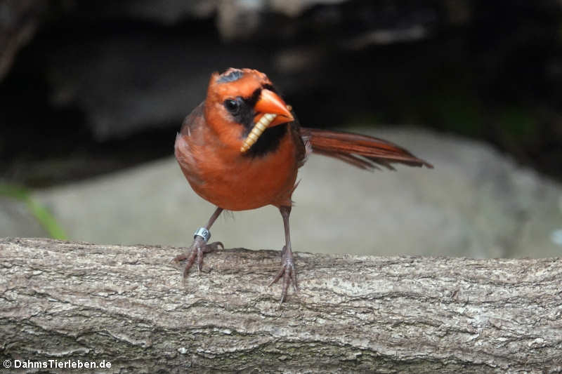 Männlicher Rotkardinal (Cardinalis cardinalis)