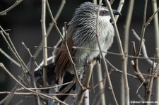 Weißbrauenkuckuk (Centropus superciliosus) im Kölner Zoo