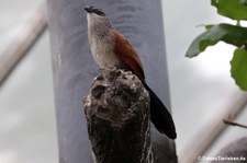 Weißbrauenkuckuk (Centropus superciliosus) im Kölner Zoo