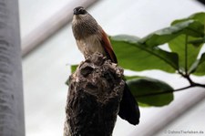 Weißbrauenkuckuk (Centropus superciliosus) im Kölner Zoo