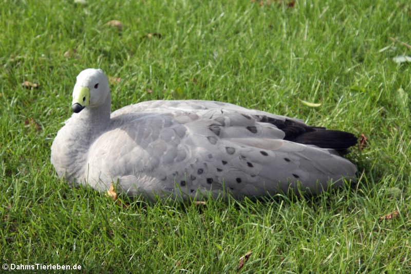 Cereopsis novaehollandiae-2