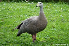 Hühnergans (Cereopsis novaehollandiae) im Kölner Zoo