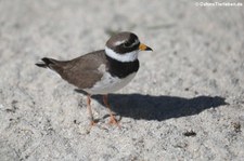 Sandregenpfeifer (Charadrius hiaticula) im Kölner Zoo