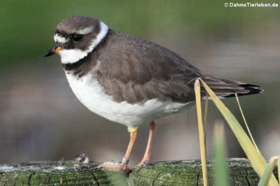 Sandregenpfeifer (Charadrius hiaticula)