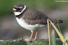 Sandregenpfeifer (Charadrius hiaticula) im Kölner Zoo