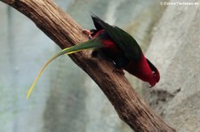 Papualori (Charmosyna papou) in Kölner Zoo