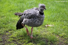 Halsband-Wehrvogel (Chauna torquata) im Kölner Zoo