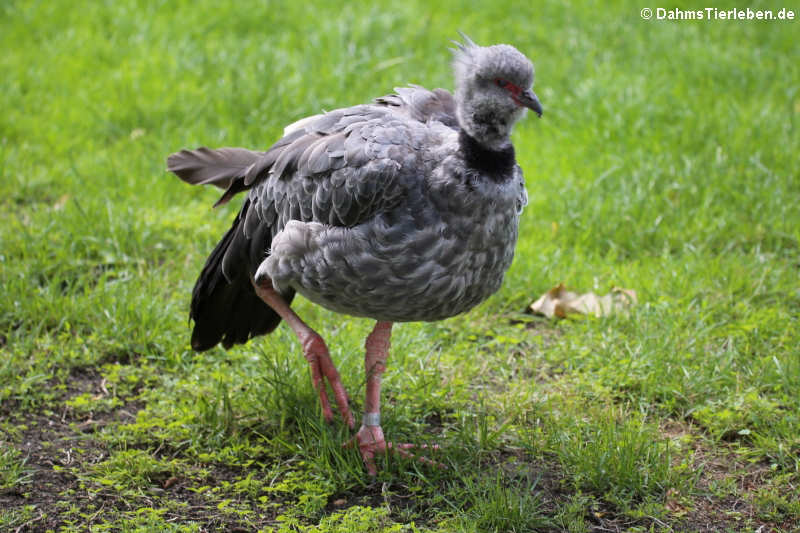 Halsband-Wehrvogel (Chauna torquata)