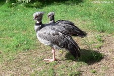 Halsband-Wehrvögel (Chauna torquata) im Kölner Zoo