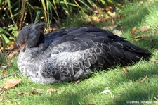 Halsband-Wehrvogel (Chauna torquata) im Kölner Zoo