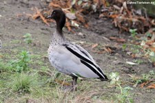 männliche Mähnenente (Chenonetta jubata) im Kölner Zoo