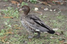 weibliche Mähnenente (Chenonetta jubata) im Kölner Zoo