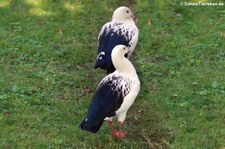 Andengänse (Chloephaga melanoptera) im Kölner Zoo