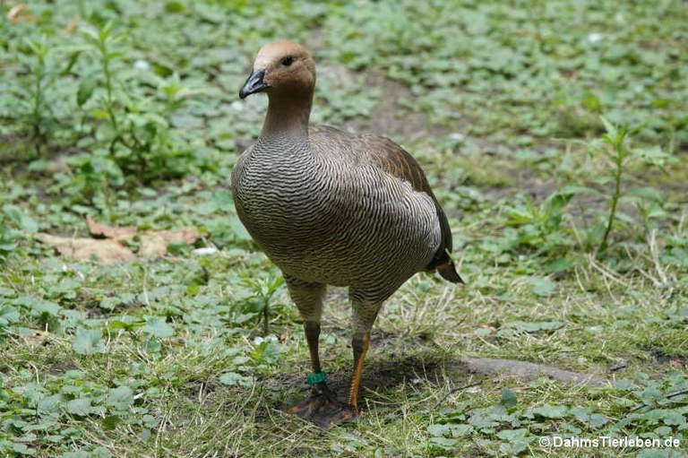 Chloephaga rubidiceps