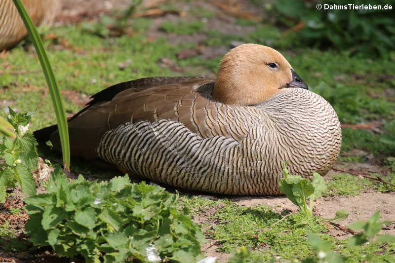 Rotkopfgans (Chloephaga rubidiceps)