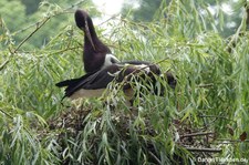 Abdimstörche (Ciconia abdimii) im Kölner Zoo