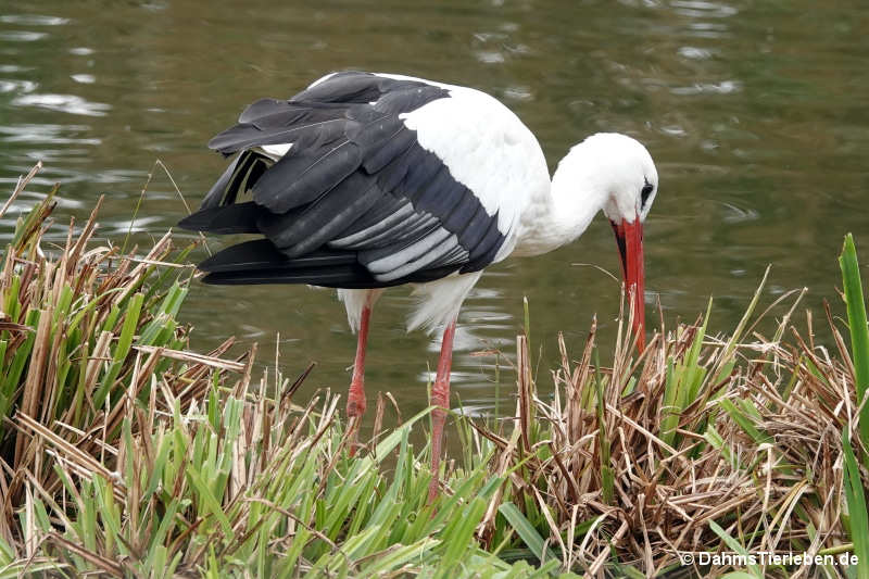 Ciconia ciconia