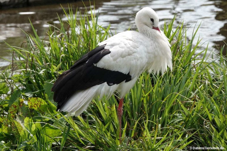 Ciconia ciconia