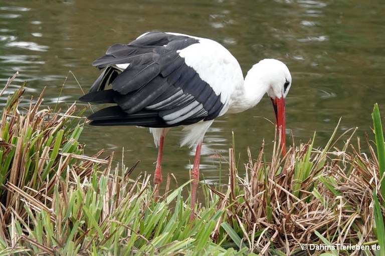 Ciconia ciconia