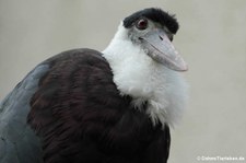 Asiatischer Wollhalsstorch (Ciconia episcopus episcopus) im Kölner Zoo