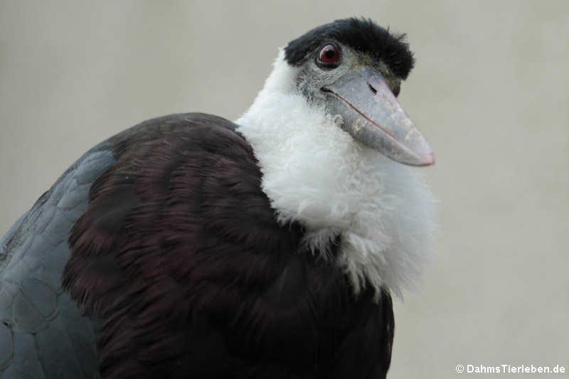 Ciconia episcopus