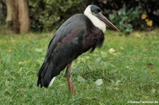 Asiatischer Wollhalsstorch (Ciconia episcopus episcopus) im Kölner Zoo