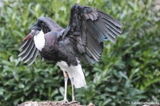 Asiatischer Wollhalsstorch (Ciconia episcopus episcopus) im Kölner Zoo