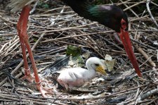 Schwarzstörche (Ciconia nigra) im Kölner Zoo