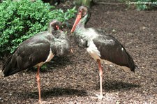 Schwarzstörche (Ciconia nigra) im Kölner Zoo