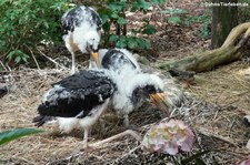 Junge Schwarzstörche (Ciconia nigra) im Kölner Zoo